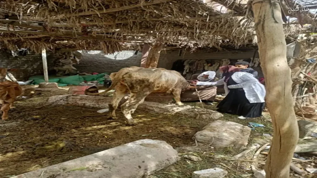 نائبة تطالب بتعديل قانون مزاولة الطب البيطري لفصل سنة الامتياز عن البكالوريوس