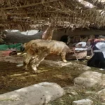 نائبة تطالب بتعديل قانون مزاولة الطب البيطري لفصل سنة الامتياز عن البكالوريوس