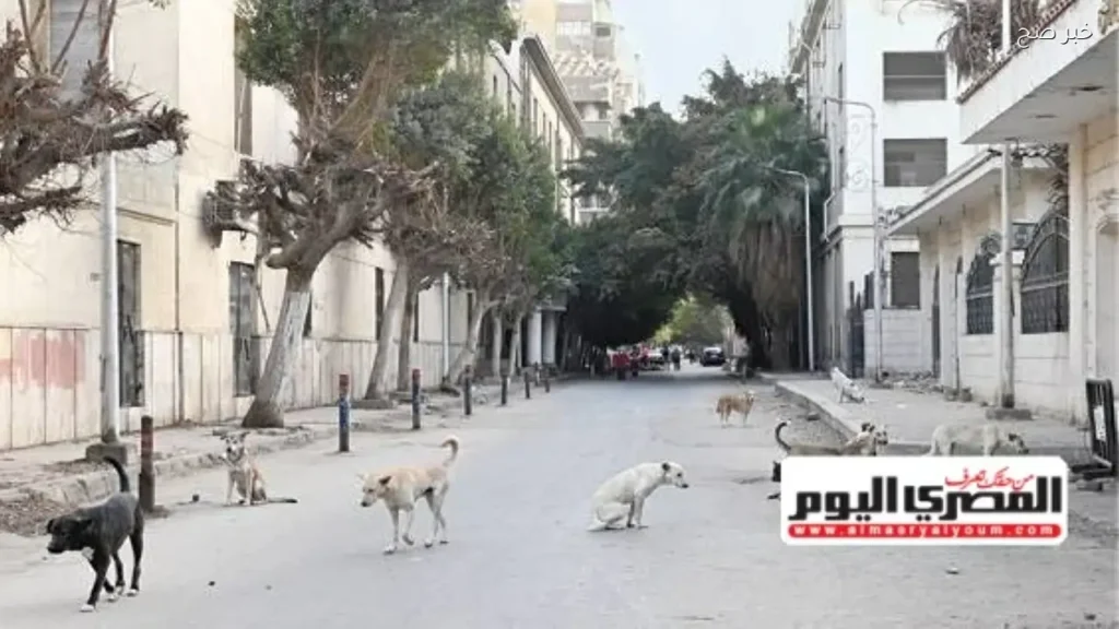 الحكومة تدرس تصدير الكلاب للحد من أعدادها في المدن