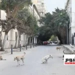 الحكومة تدرس تصدير الكلاب للحد من أعدادها في المدن