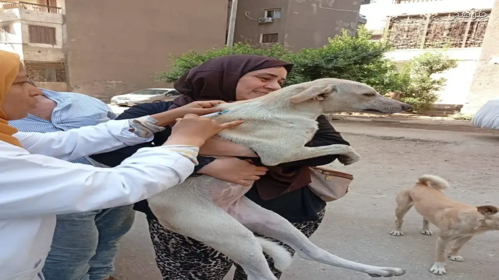 محافظ الجيزة: تحصين 7674 كلب وتعقيم 1294 لمواجهة الكلاب الضالة