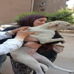 محافظ الجيزة: تحصين 7674 كلب وتعقيم 1294 لمواجهة الكلاب الضالة