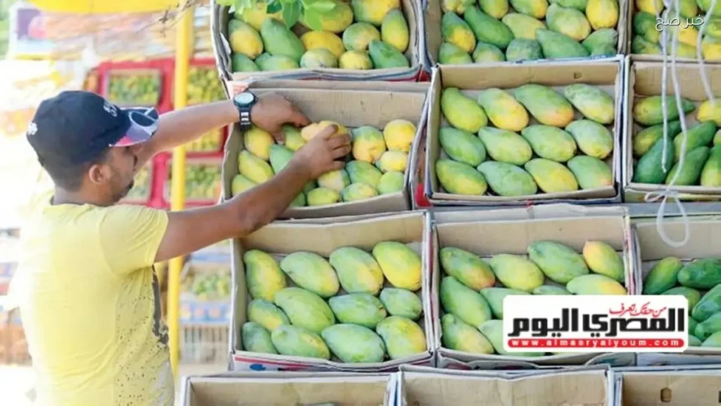 المانجو تواجه تحديات مناخية تؤثر على الإنتاجية