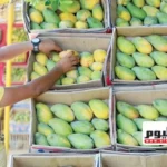 المانجو تواجه تحديات مناخية تؤثر على الإنتاجية