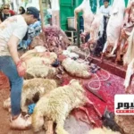 تراجع حاد في أسعار جلود الأضاحي إلى 50 جنيهًا