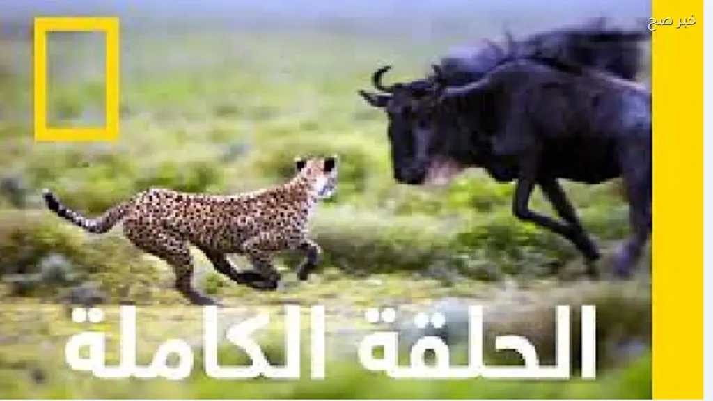 تردد قناة ناشيونال جيوغرافيك على نايل سات بجودة HD