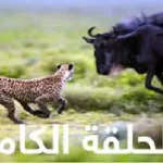 تردد قناة ناشيونال جيوغرافيك على نايل سات بجودة HD