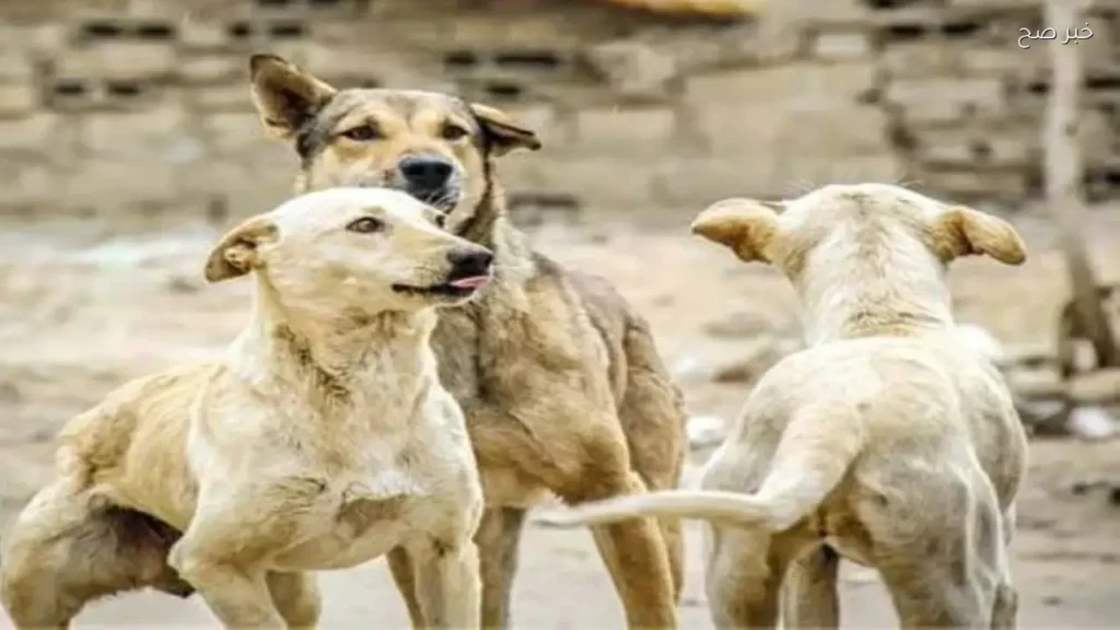 نقيب البيطريين يوضح موقف تصدير الكلاب الضالة وبيع لحومها بالجيزة