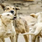 نقيب البيطريين يوضح موقف تصدير الكلاب الضالة وبيع لحومها بالجيزة